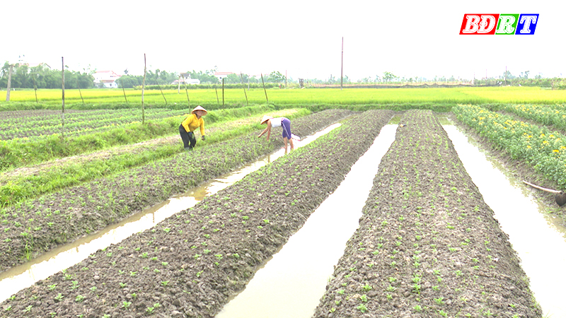 quang long 1